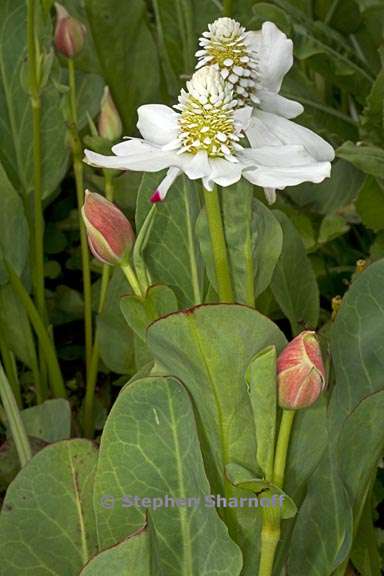 anemopsis californica 3 graphic